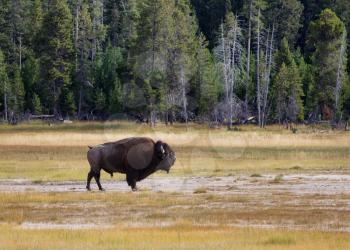 Side view of a single large senior North American Buffalo standing in the Yellowstone Park prairie