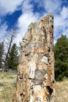 Vertical image of a petrified tree residing in Yellowstone National Park with blue sky and clouds