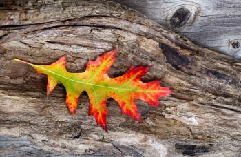 Closeup image of a large single vibrant autumn oak leaf in middle of aged driftwood