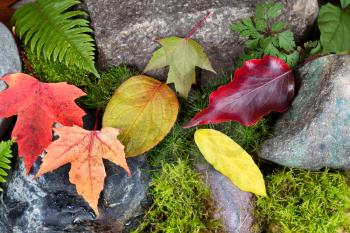 Close up of assorted colorful autumn leaves with rocks, ferns and moss