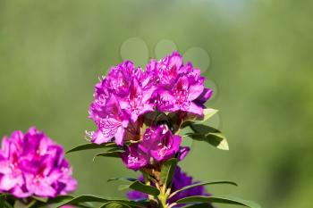 Close up image of a freshly bloomed beautiful pink coastal Rhododendron flower with bright green blurred out background.