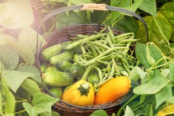 Basket of green beans, cucumbers and zucchini in farm field during bright day. Added light haze effects.
