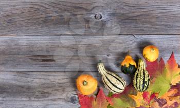Overhead view of real autumn gourd decorations and leaves, lower right border, on rustic wooden boards. 