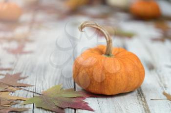 Close up of Autumn seasonal foliage and pumpkins for seasonal holidays on white rustic wooden boards 

