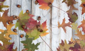 Fading fall foliage and acorns on rustic white wood 