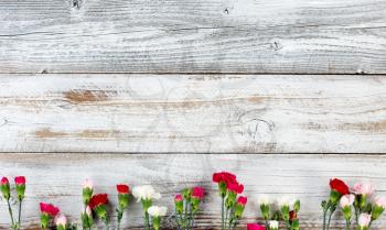 Colorful carnations forming bottom border on white weathered wooden boards 