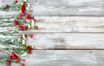 Colorful carnations forming left border on white weathered wooden boards 