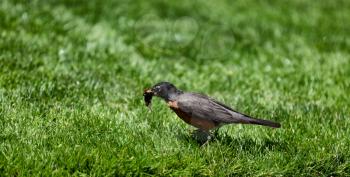 Robin bird gathering worms for feeding offspring