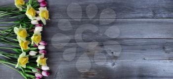 Light pink tulip and yellow daffodil flowers on rustic wooden boards for Mothers Day or Easter concept in flat lay format  