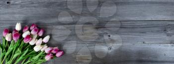 Springtime pink tulips on rustic wood for Mothers Day or Easter concept in flat lay format  