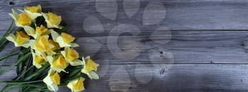 Springtime yellow daffodils on rustic wood for Mothers Day or Easter concept in flat lay format  