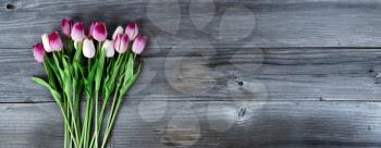 Overhead view of pink tulips on rustic wood for Mothers Day or Easter concept 