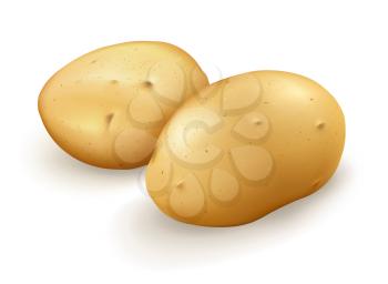 Potatoes, vector