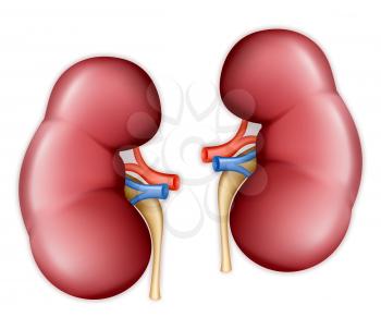 Human kidney, vector