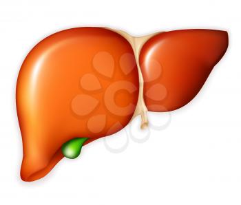 Human liver, vector