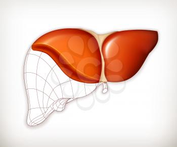 Liver structure, vector