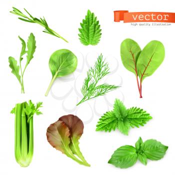 Herbs set, vector illustration