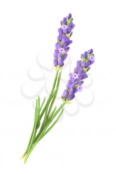 Lavender flowers, vector illustration