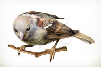 Sparrow, vector illustration