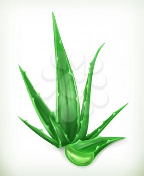 Aloe, vector icon