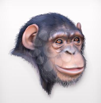 Chimpanzee head, realistic vector illustration
