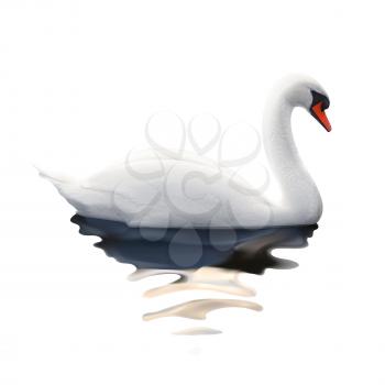 Swan, vector illustration