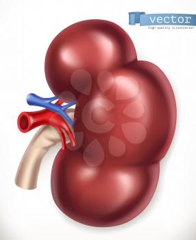 Kidney. Medicine, internal organs. 3d vector icon
