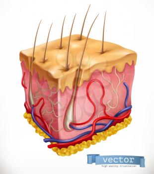 Skin Structure. Medicine. 3d vector icon
