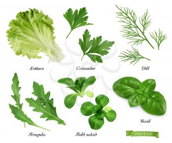 Greens and spices realistic vector set. Lettuce, coriander leaves, dill, arugula, field salad, basil. Food illustration