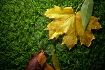 Autumn fallen leaves on green carpet, conceptual shot
