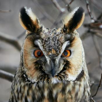 Screech-owl portrait. Closeup shot in nature scenics.