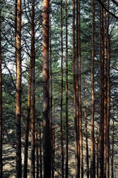 Pine forest.