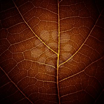 abstract leaf vein texture