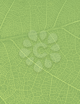 Nature background with free space for text or image. Green leaf veins texture on the toned recycled paper texture.
