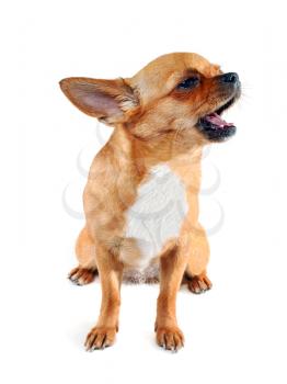 chihuahua dog that sings a cheerful song  isolated on white background