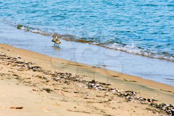 view of sea birds - sandpiper - looking for food during low tide in a  Japanese sea Vladivostok Russia