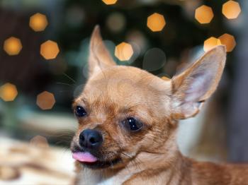 Red chihuahua dog on bokeh background.