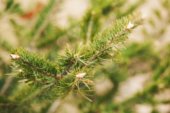 Green branch of the pine tree. Close up photo.