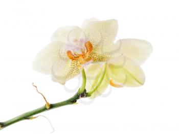 Orchid arrangement centerpiece isolated on white background.