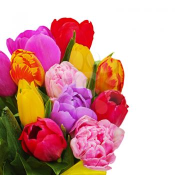 Fragment of floral bouquet from colorful tulips isolated on white background. Closeup.