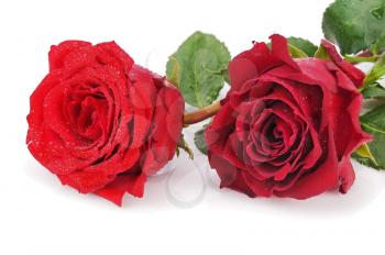 Red roses isolated on white background. Closeup.