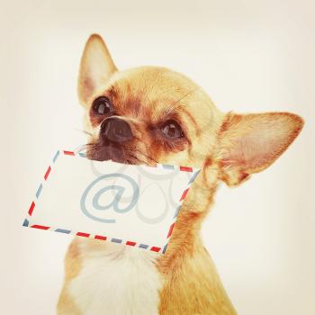 Red chihuahua dog with post envelope and icon e-male with retro filter effect.