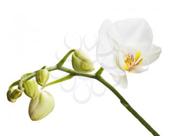 One day years old orchid isolated on white background. Closeup.