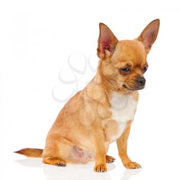 Chihuahua dog isolated on white background. Closeup.