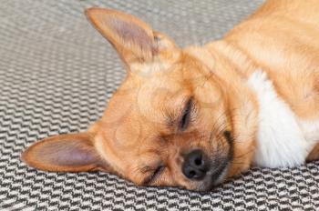 Sleeping Red Chihuahua Dog on Shemagh Pattern Background.