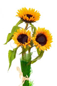Still Life with Sunflowers Isolated on White Background. Closeup.