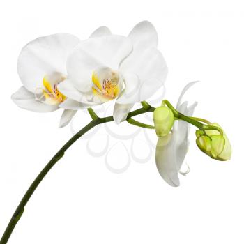 Blooming twig of white orchid isolated on white background.