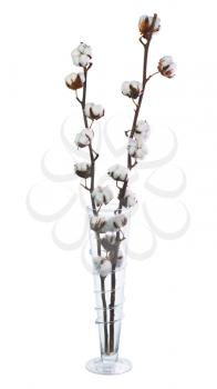 Cotton plant with bolls in glass vase isolated on white background.