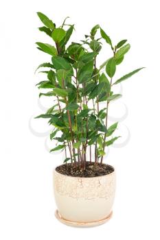 Small laurel tree in flower pot isolated on white background. Closeup.