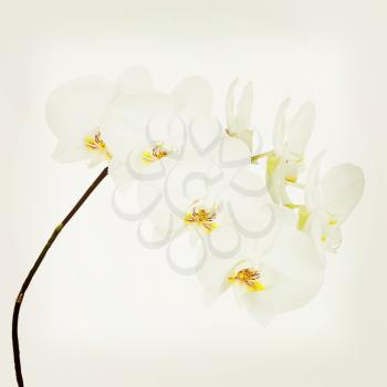 White orchid with retro filter effect. Closeup.